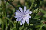 Chicory